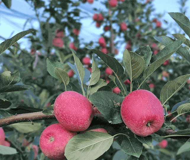 Fraiburgo realiza Abertura Oficial da Colheita da Maçã com a presença de lideranças do turismo nacional