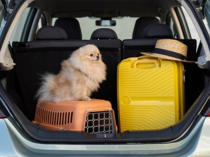 Fato ou fake: companhias aéreas realmente barram pets por porte ou raça?