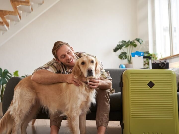 O turismo pet-friendly está em alta, mas os animais ainda viajam desprotegidos
