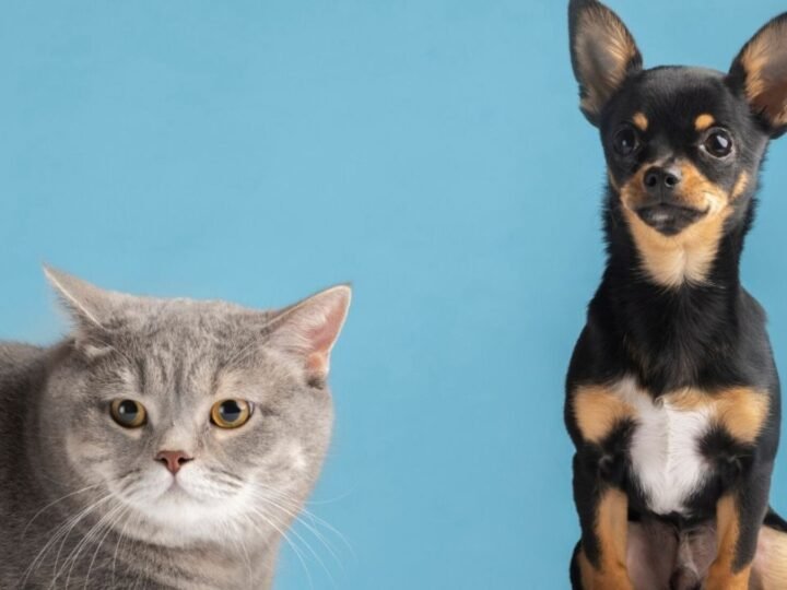 Viagem internacional para os Estados Unidos exige planejamento diferente para cães e gatos; saiba regras e prazos